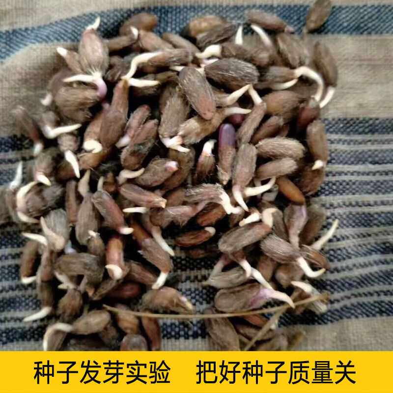白术种子春秋种植亩产3500斤高产量高收益材改良白术种籽