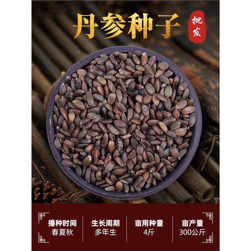 精选丹参种子丹参苗材紫丹参种籽赤参红血参四季种植红花种孑