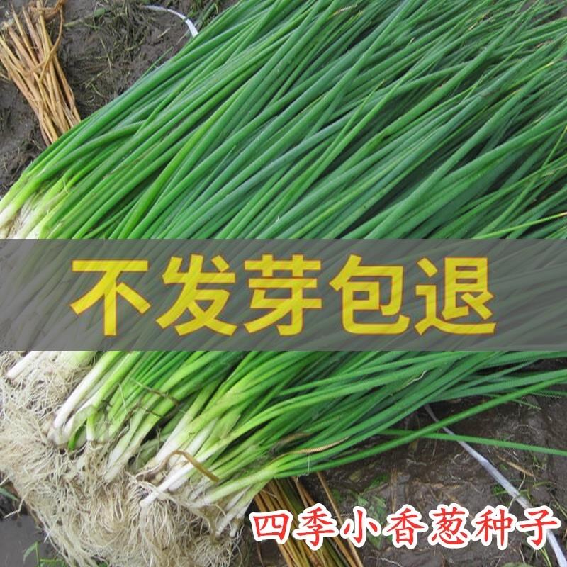 四季小香葱蔬菜种子庭院阳台家庭种植盆栽大全播易种蔬果种籽 鲜花速递/花卉仿真/绿植园艺 家庭园艺种子 原图主图