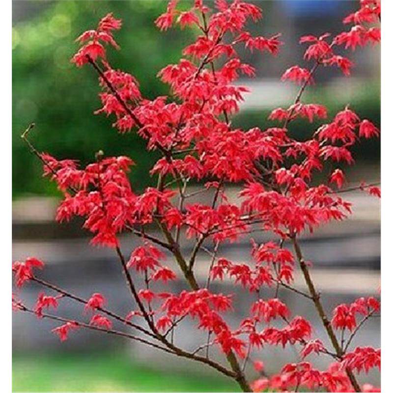 花卉苗木种子 园林绿化种子 红枫种子 红丝带种子 一斤