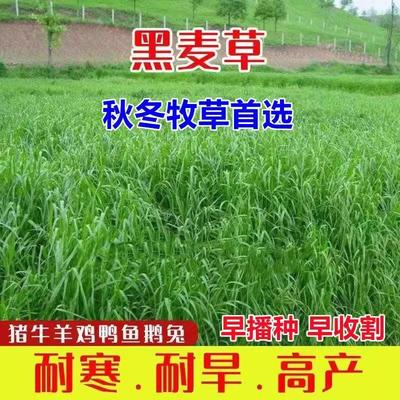 耐寒牧草种子养牛羊鸡鹅鱼多年生