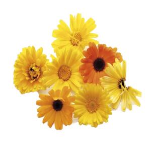 矮生金盏菊种子长生菊花海易种盆栽耐阴金盏花种籽子四季播种开花