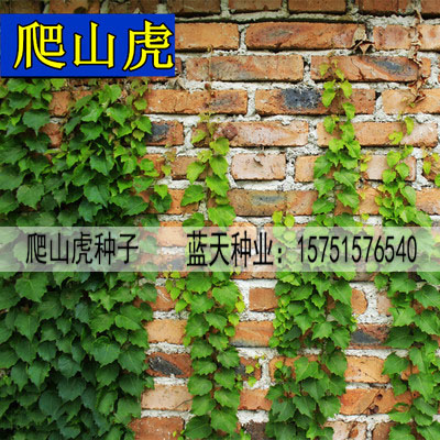 四季种子爬山虎种子庭院耐寒花种子爬墙虎爬藤花易种易活花卉