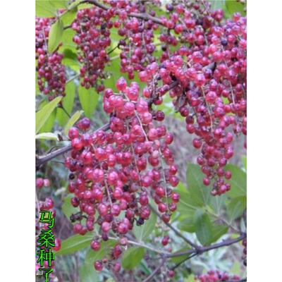 马桑种子 水马桑野马桑车桑子 木豆树木豆 猪屎豆 马棘种子灌木籽