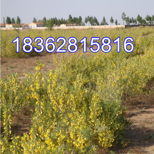 毛条 可做牧草 畜牧用 白柠条柠条锦鸡儿种籽