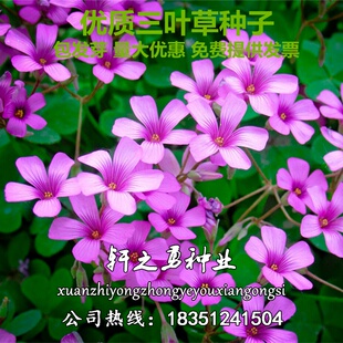 进口白三叶草籽红三叶草种净籽四季绿化种子耐寒耐旱果园绿肥草坪