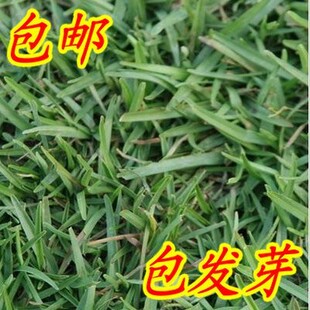 草坪种子（假俭草种子阔叶草、蜈蚣草）耐践踏 绿化护坡根系发达