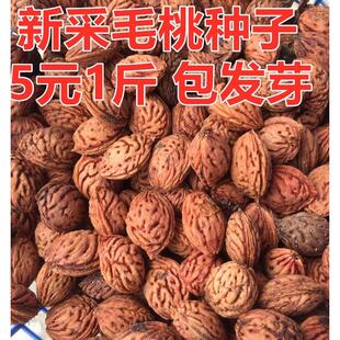 新采林木种子 山毛桃种子嫁接毛桃种籽 山桃种子桃核桃树种子