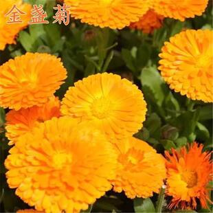 金盏菊种子四季播种开花耐寒太阳花种孑盆栽长生菊大金盏花种籽子