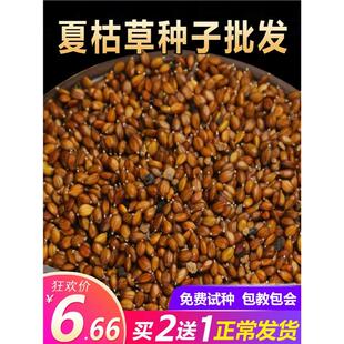 散装夏枯草种子材白毛夏枯草种籽子四季种植另有野生黄芩苗孑