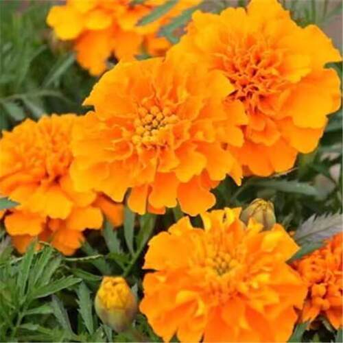 易活小万寿菊花籽阳台盆栽春播