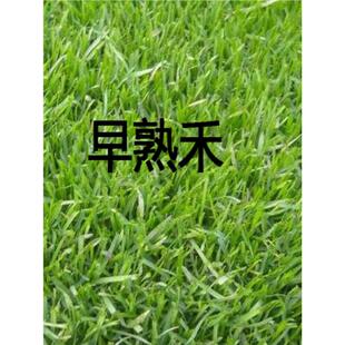 草地早熟禾种子草坪种子 四季青草种庭院绿化草皮草籽 低矮耐践踏