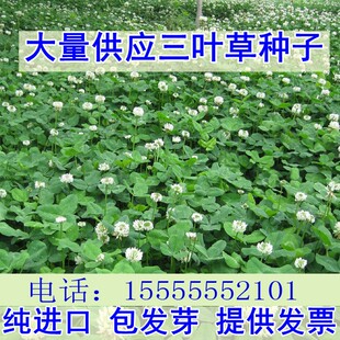 三叶草种子白三叶草籽红三叶草籽四季青草坪牧草果园绿肥四季播种