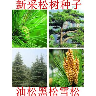 新采松树种子 日本黑松种子马尾松 油松 湿地松 五针松籽雪松种子