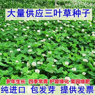 三叶草种子白三叶草籽红三叶草籽四季青草坪牧草果园绿肥四季播种