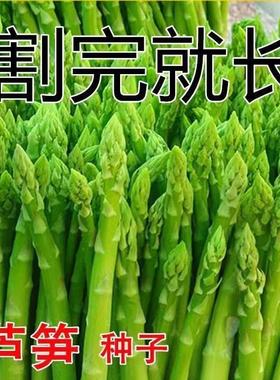 四季种植多年生芦笋种子绿色植物耐寒抗热冻不死高营养鲜嫩芦笋种