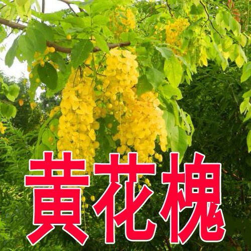 新采刺槐种子 白花刺槐树种子紫穗槐 洋槐 黄花槐种子蜜蜂采蜜槐