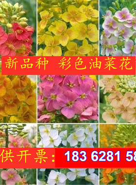 彩色油菜花种子七彩油菜籽黄色油菜子室外庭院景观花海花籽花草籽