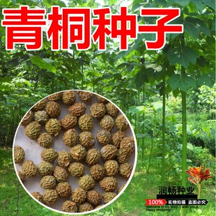 青桐树种子园林庭景观绿化观赏树青桐青色梧桐树种子叶子青不变黄