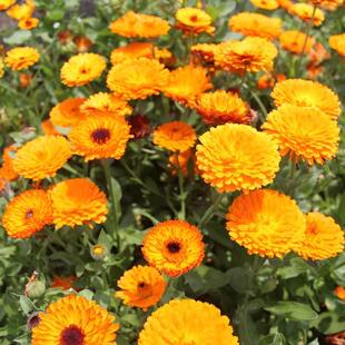 金盏菊种子长生菊花海易种盆栽耐阴金盏花种籽子四季播种开花