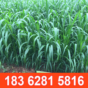 高丹草种籽四季养殖草籽牧草种子喂猪羊牛草高丹草种鱼草种籽