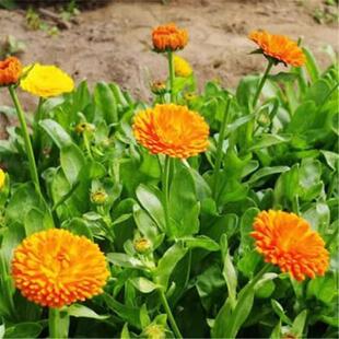 金盏菊种子 四季花种子 长生菊花籽四季 室内盆栽花草庭院