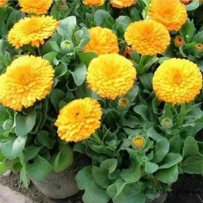 金盏菊种子四季播栽户外庭院