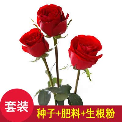 玫瑰花種玫瑰種子玫瑰籽室內陽臺盆栽花園庭院綠植種子四季種易活