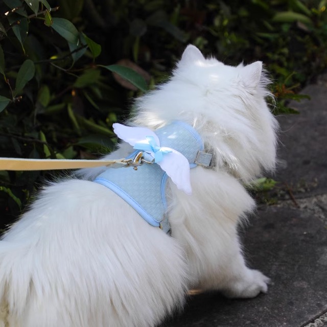 【幼猫牵引绳】工字型防挣脱