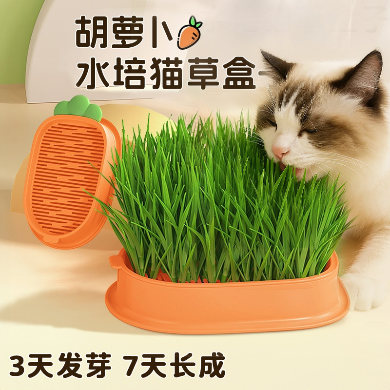 猫草盆栽无土水培育苗盘猫咪清理肠胃吐毛球排毛化毛草种子种植盆
