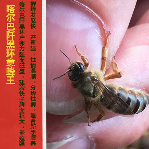 意蜂蜜蜂王交尾新开高产王产卵王