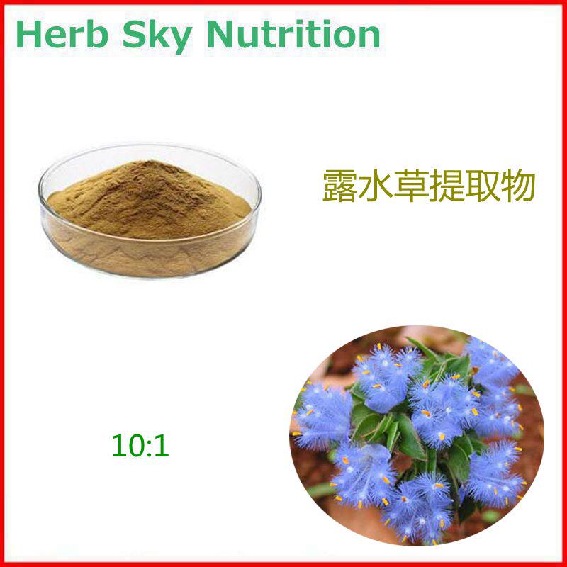 1000g 纯天然 露水草提取物 蓝耳草植物浓缩粉 10:1 包邮现货