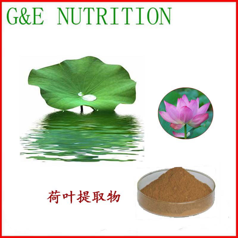 荷叶提取物 10:1 荷叶粉 工厂直销 500g 包邮