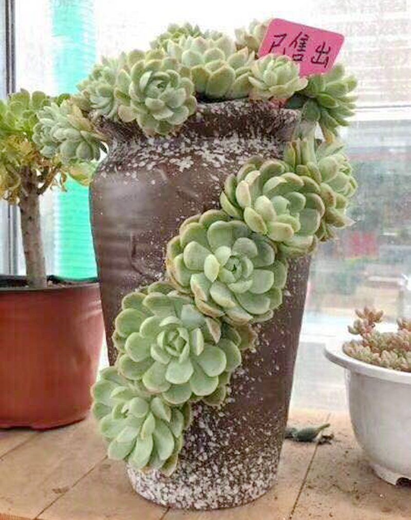 特大号口径高筒黑法师多口创意个性多肉植物悬崖桩花盆透气粗陶