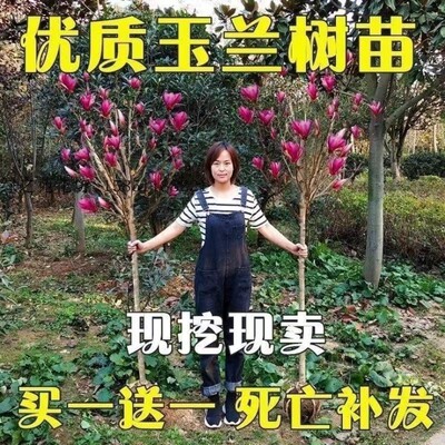 玉兰花树苗四季庭院植物耐寒玉兰