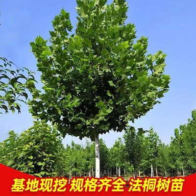 法国梧桐树悬铃木树苗大树庭院风