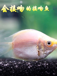 接吻鱼观赏鱼苗活体小型淡水热带亲嘴鱼草缸宠物欣赏新手好养耐活