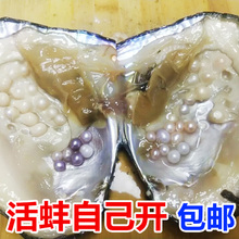 珍珠蚌自己开蚌取珍珠天然淡水活蚌壳河蚌多珠单珠鲜活包邮直播间