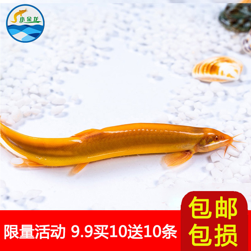 观赏发小金龙黄金泥鳅鲜活体冷淡水清洁练手鱼苗饲料清道夫宠