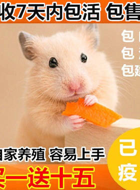 精选仓鼠活物已打疫苗活体公仔一对银狐布丁金丝熊苍鼠小宠物包邮