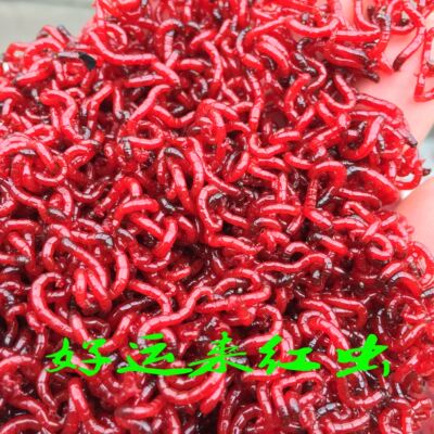 红虫活饵 喂鱼垂钓鱼活体饵料 天津黑头鲜活大公红虫水库鲫鱼拉饵