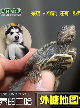 疯狂的龟龟外塘地图苗小乌龟活体深水观赏龟黑瘤地图互动性招财龟