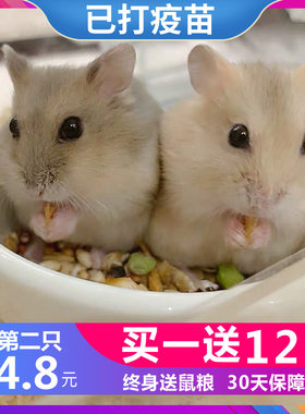 送笼子金丝熊送笼子银狐仓鼠活物