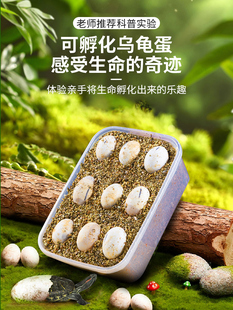 乌龟蛋可孵化小乌龟蛋套装中华草龟蛋可孵化墨龟蛋小宠物乌龟活物