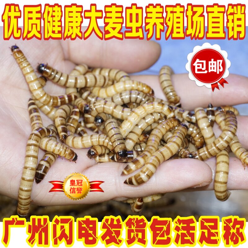 熙怡大麦虫活虫金银龙鱼饲料面包虫黄粉虫子爬宠物包存活足称包邮