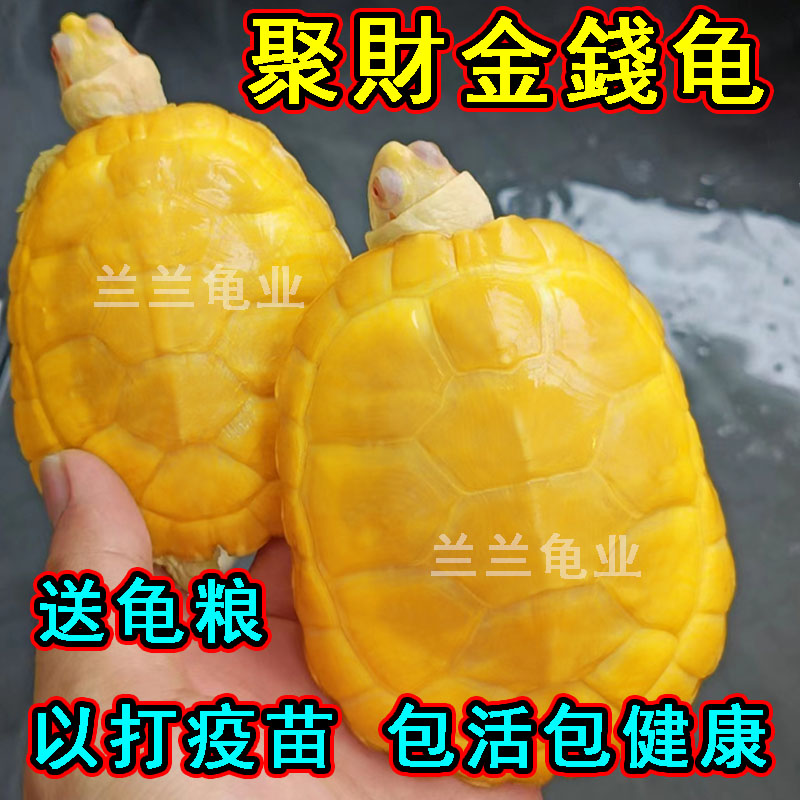 招财金钱龟 聚财黄金龟活体吃菜宠物深水龟小乌龟发财金钱龟活物