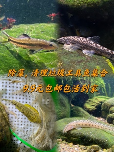 原生美丽小条鳅中华花楸冷水清道夫双盘吸鳅方氏吸除藻能手