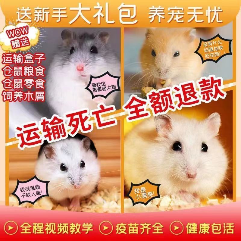 小仓鼠活体三线银狐金丝熊活物宠物宝宝幼崽一对情侣已打疫苗包活