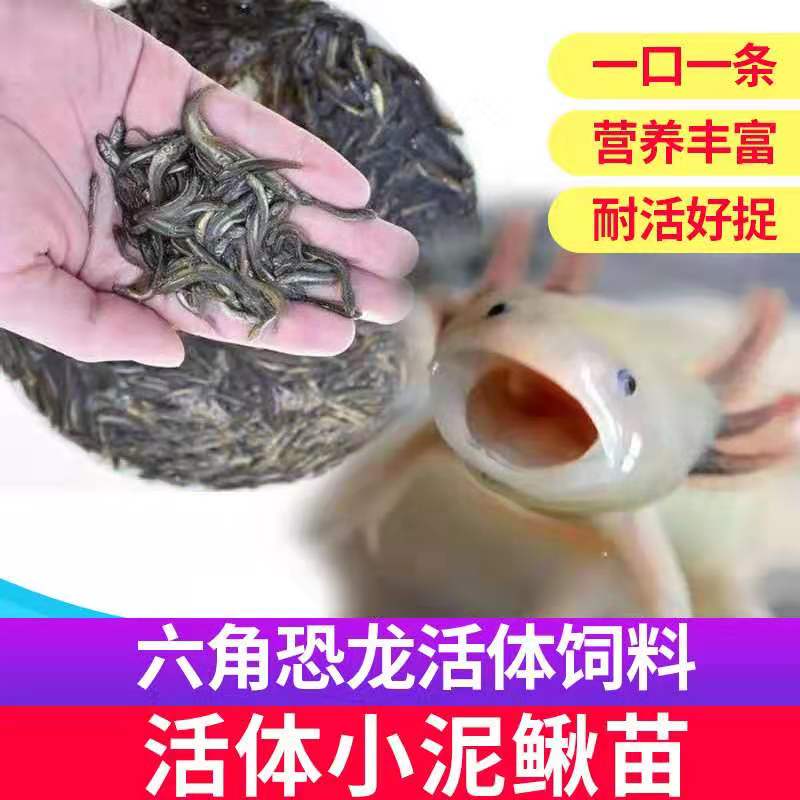 活体饲料鱼银龙金龙地图鱼乌龟活体饲料六角恐龙角蛙肉食鱼营养饲图片