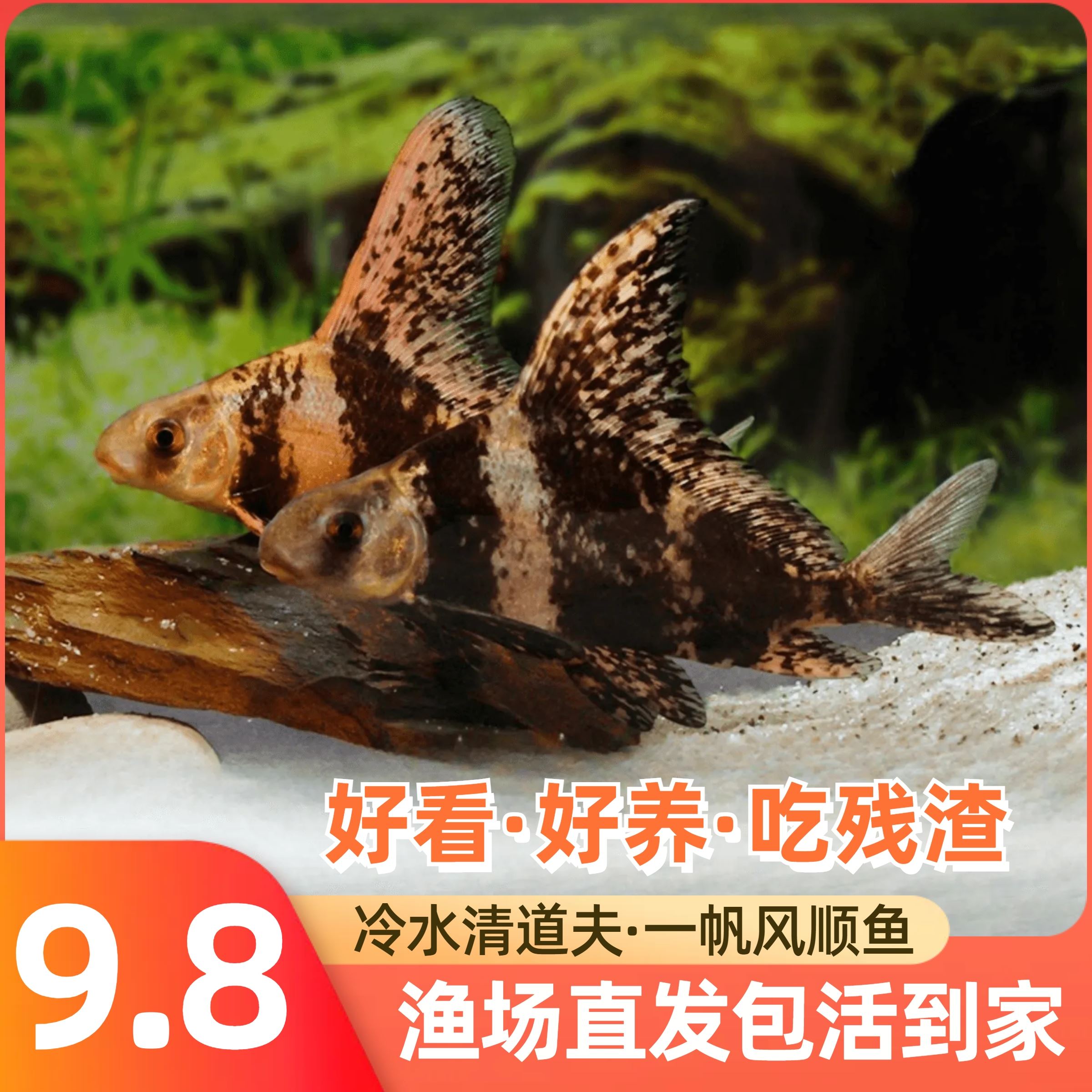 一帆风顺鱼苗美人鱼胭脂鱼活体家养冷水淡水养殖食用高档大型好养图片